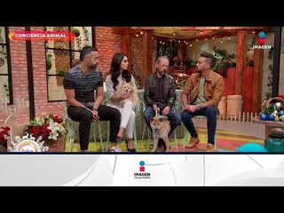 ¿Cómo cuidar a tus mascotas en esta temporada? | Sale el Sol