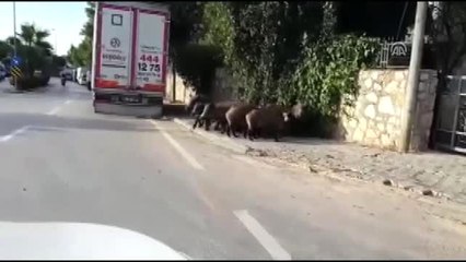 Bodrum'da Aç Kalan Yaban Domuzları İlçe Merkezine İndi