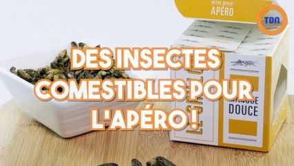 Des insectes comestibles pour l'apéro