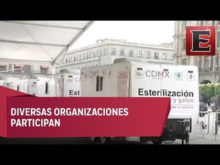 Arranca exposición de esterilización animal en Zócalo Capitalino
