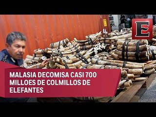Decomisan colmillos de elefante en Malasia
