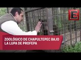 Zoológico de Chapultepec debe mejorar sus instalaciones: Profepa