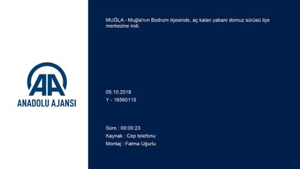Bodrum'da aç kalan yaban domuzları ilçe merkezine indi - MUĞLA