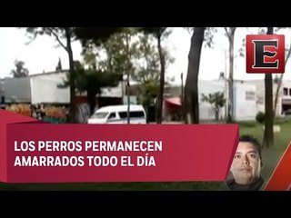 Denuncian maltrato animal en CDMX