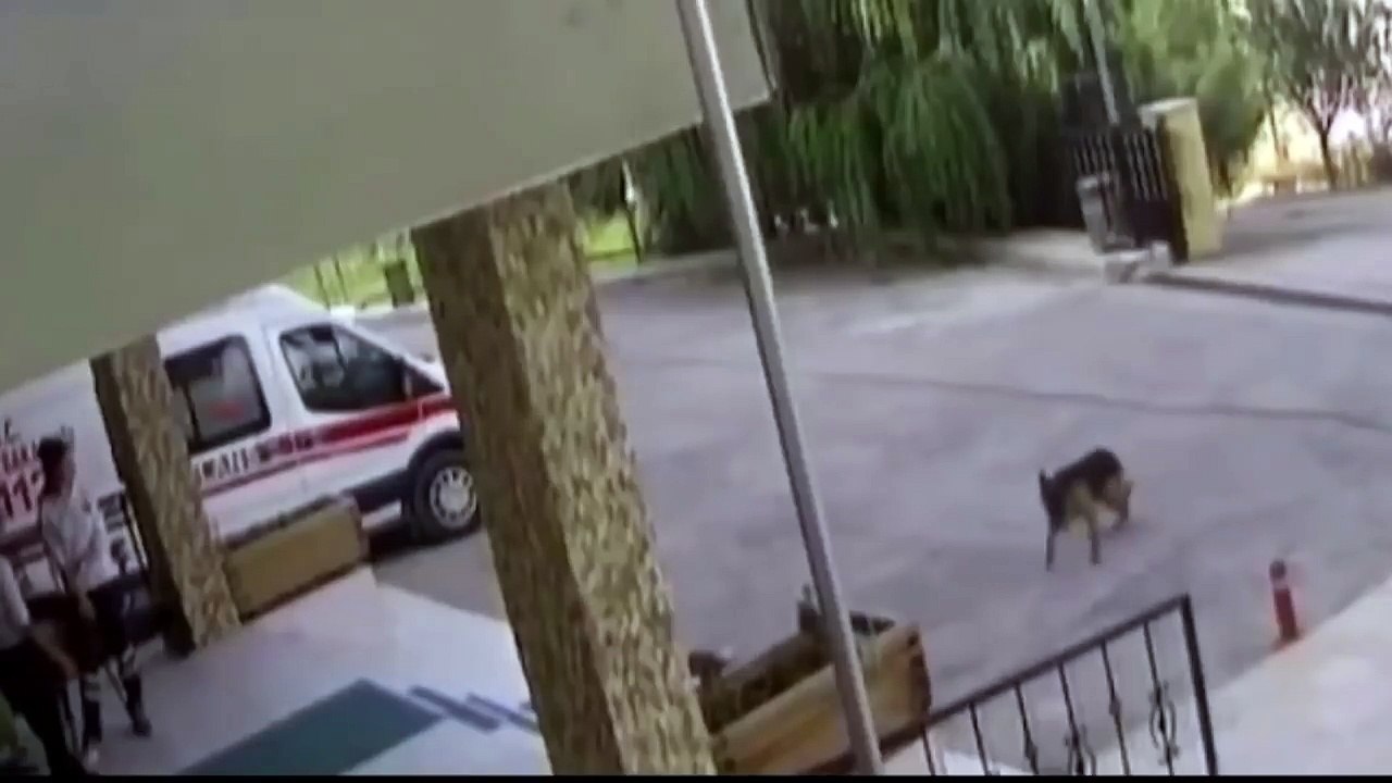 Un chien blessé se rend à l’hôpital