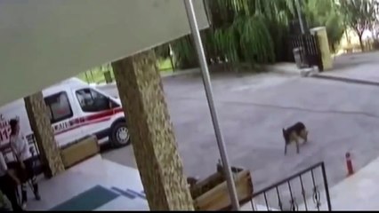 Un chien blessé se rend à l’hôpital