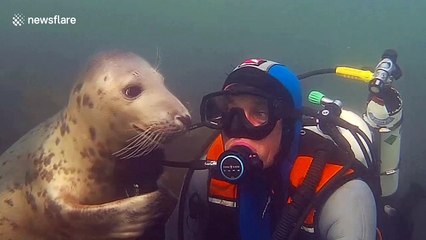 Adorable wild seal follows diver to give him a hug