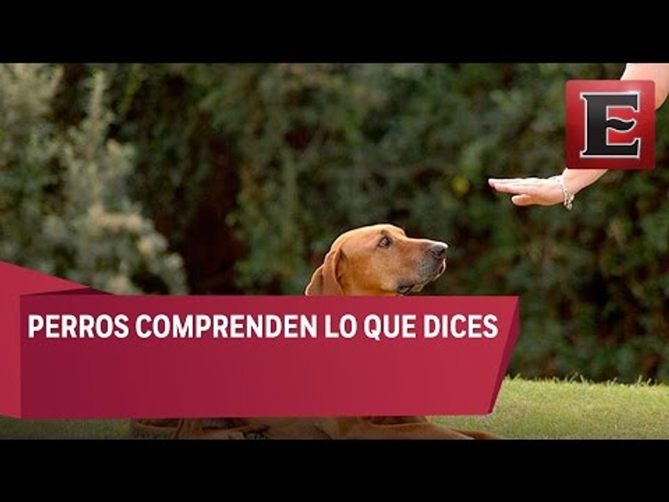 Los perros sí entienden lo que decimos y cómo lo decimos