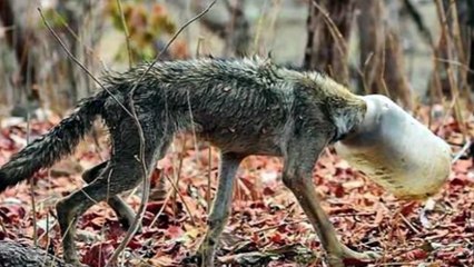 Lobo que quase sucumbiu à fome é resgatado após enfiar a cabeça em um recipiente de plástico
