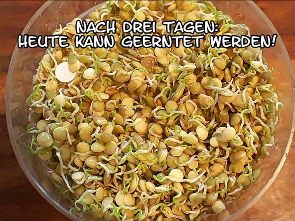 Tabouleh von linsensprossen