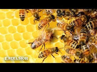 La desaparición de las abejas, una catástrofe mundial
