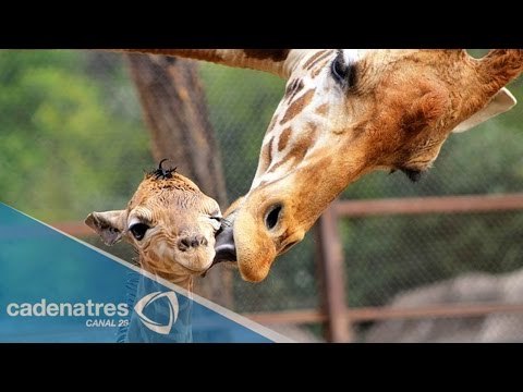 Nace jirafa en el Zoológico de Chapultepec
