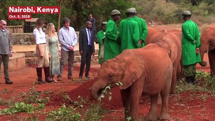 Melania Trump Nearly Knocked Over By Baby Elephant In Kenya