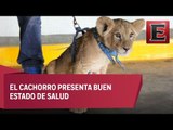 PROFEPA asegura cachorro de león en Iztapalapa