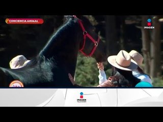 Conciencia animal: ¡Libérate de temas no resueltos con ayuda de los caballos! | Sale el Sol