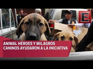 Diputados presentan Ley de Bienestar Animal