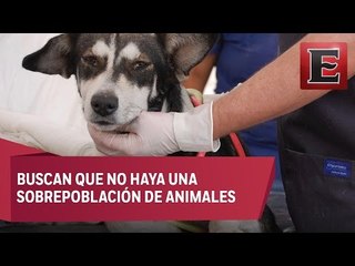 Esterilizan en Iztapalapa a más de 8 mil gatos y perros