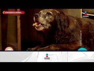 Conciencia animal: mitos y realidades del mundo animal | Sale el Sol