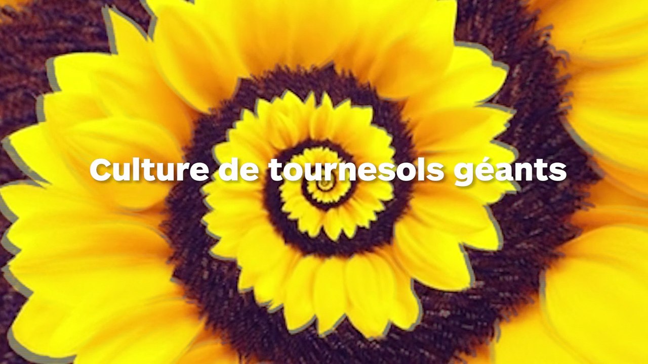 Une culture de tournesols géants !