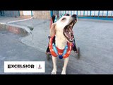 Car-Can, la silla de ruedas para perros WB