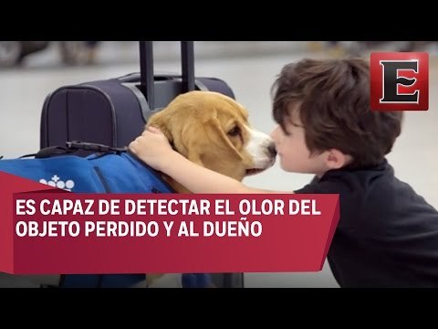 Sherlock: Un pequeño perro que encuentra objetos perdidos