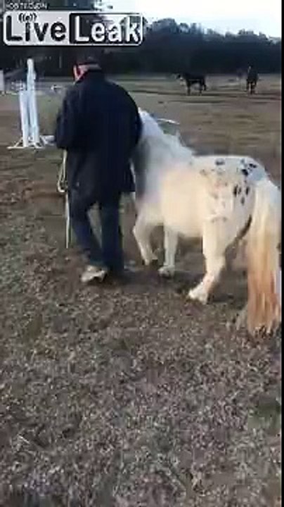 Enervé ce poney traîne son maître par terre !