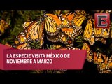 Acciones de vigilancia en Edomex a favor de la Mariposa Monarca