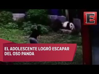 VIDEO: Oso panda ataca a adolescente en China