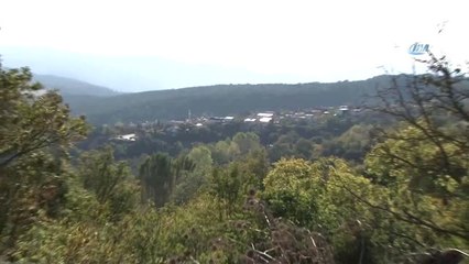 Bursa'da Ayılar Onlarca İneği Parçalayıp Toprağın Altına Gömdü