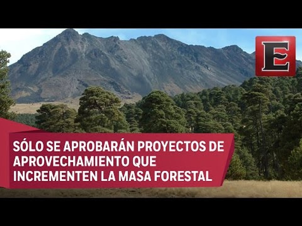 No se permitirá la tala de bosque en el Nevado...