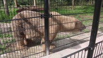 フリースランド・アクア動物園でホッキョクグマの葉のチェックが行われる (Aug.16 2018)
