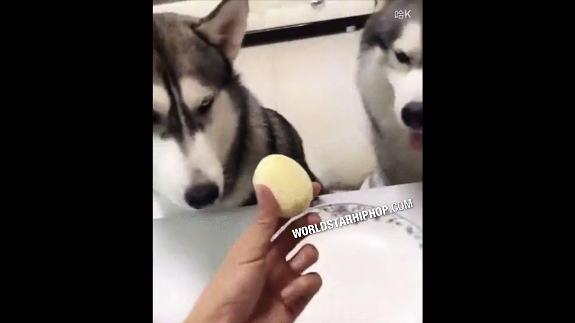 Husky Gets Betrayed By Its Owners Video Dailymotion
