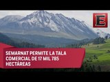 Controversia por la tala comercial de árboles en el Nevado de Toluca
