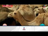 Por si no lo sabías: ¿por qué los camellos tienen jorobas? | Sale el Sol