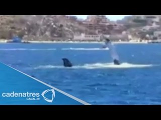 Avistamiento de ballenas en la bahía de Cabo San Lucas