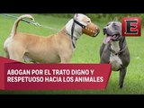 Senado prohíbe las peleas de perro en México