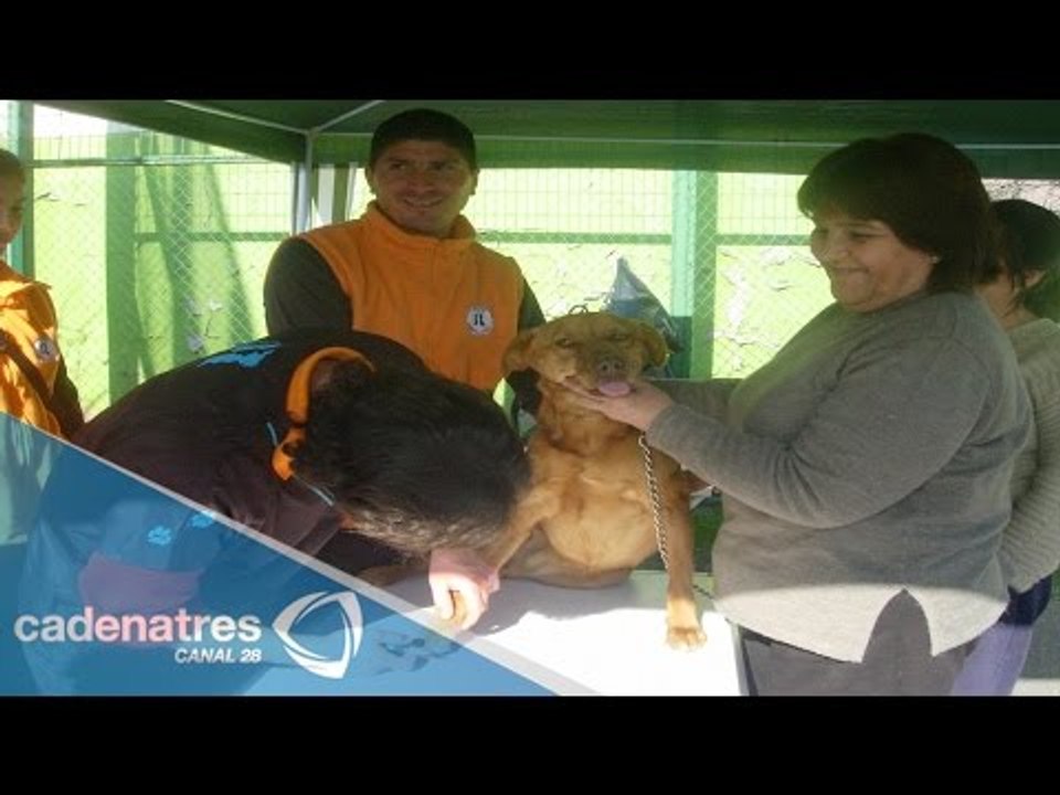 Viernes de mascotas: Rescate de animales