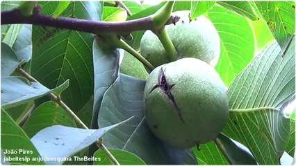 Frutos de Outono na Beira Interior, Covilhã a 4-10-2018