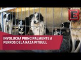 Sacrifican perros por ataques a niños en Coahuila