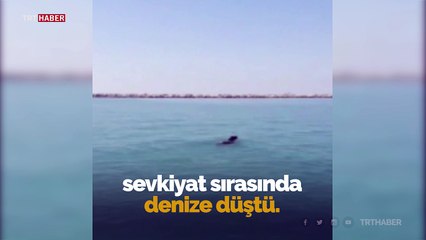 Denize düşen angus yüzerek kaçmaya çalıştı
