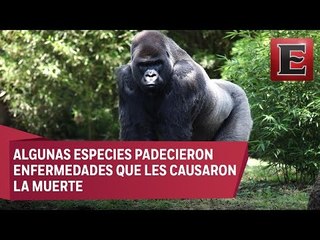 Top 7: Los claroscuros en zoológicos de la CDMX