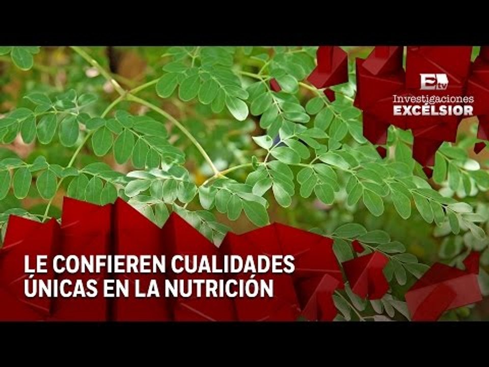 Moringa, el árbol de la vida Primera Entrega: P...