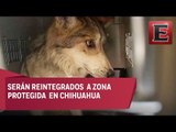Rescatan de Estados Unidos a 11 lobos mexicanos