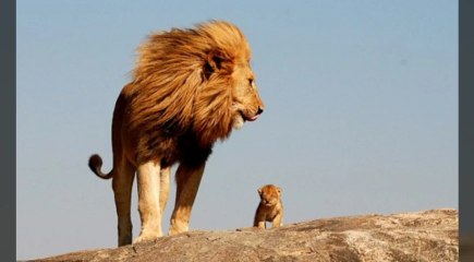 Le rugissement d'un lion - Lion Roar - زئير الأسد