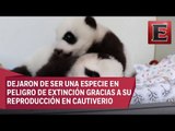 En EU abren sitio web para darles nombre a unos pandas gemelos