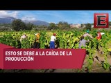 Agricultores de tabaco son vulnerables al narcotráfico