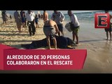 Regresan al mar a más de 20 delfines varados en playas de Cancún