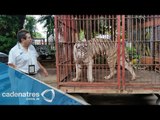 Profepa rescata a 20 animales de circo abandonados en Mérida, Yucatán