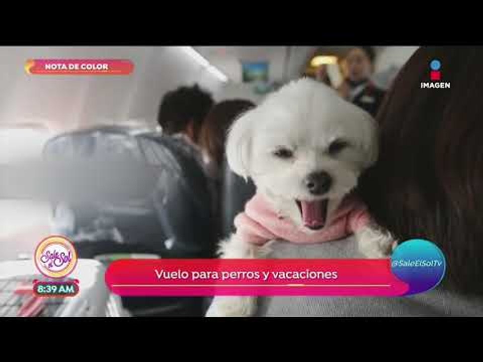 ¡Ya puedes viajar con tu mascota en el avión! | Sale el Sol