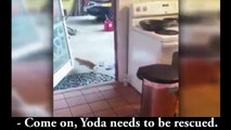 MISSION YODA -  PAROLE DE CHAT (vidéo BONUS de remerciement pour les 100% sur Ulule)